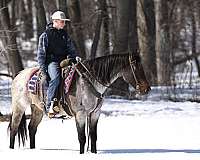 bay-roan-ranch-work-horse