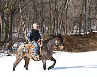 trail-riding-quarter-horse