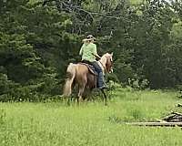 trails-tennessee-walking-horse