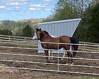 companion-arabian-horse