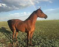 trail-arabian-horse