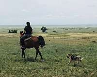 trail-riding-arabian-horse