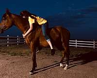 trained-arabian-horse