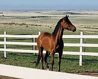 bay-arabian-mare