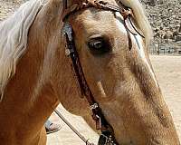 horsemanship-palomino-horse