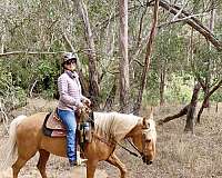ridden-english-palomino-horse