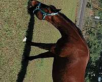 arena-race-quarter-horse