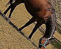 four-year-old-quarter-horse