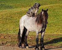 14-hand-gypsy-vanner-horse