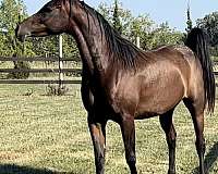 farazdac-arabian-horse