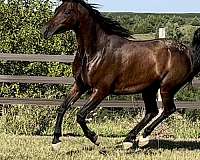nabiel-horse