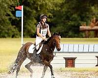 equitation-thoroughbred-horse