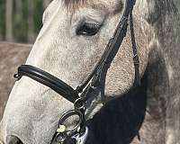beautiful-mover-irish-draught-horse