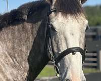 bridle-irish-draught-horse