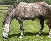 clean-irish-draught-horse