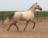 16-hand-lusitano-broodmare