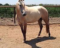 palominos-lusitano-horse