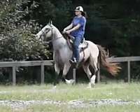 buckskin-icelandic-racking-horses-for-sale
