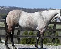 dorsel-strip-horse