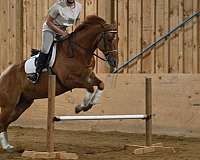 jumping-quarter-horse