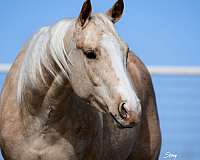 palomino-quarter-horse-gelding