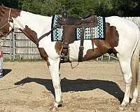 fourteen-paint-horse
