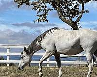 cross-percheron-horse