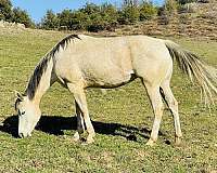 trail-riding-percheron-horse