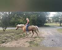 gentle-palomino-missouri-fox-trotter-horse