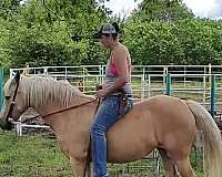 missouri-fox-trotter-horse-for-sale