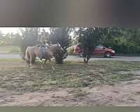 palomino-foxtrotter-missouri-fox-trotter-horse