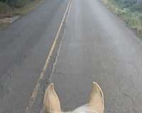 missouri-fox-trotting-horse