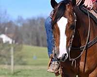 bay-4-white-socksblaze-horse