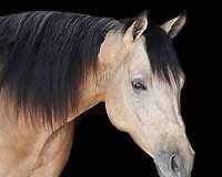 buckskin-aqha-horse