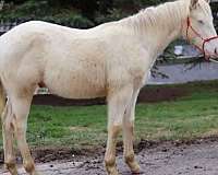 cremello-quarter-horse-yearling