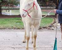 cremello-yearling-for-sale