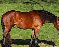 fshr-friesian-horse