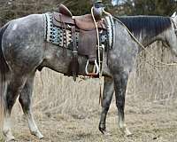 grey-aqha-gelding