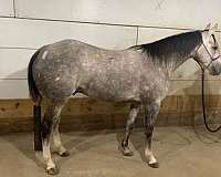grey-aqha-horse