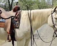 perlino-quarter-horse