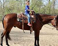 7-years-old-horse