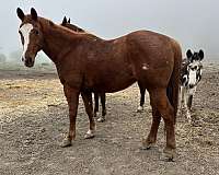 sorrel-all-around-horse