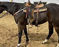 athletic-barrel-gelding-mare
