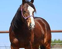 black-athletic-barrel-horse