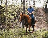 ranch-work-appaloosa-horse