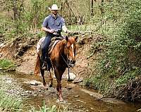 trail-appaloosa-horse