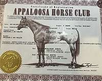 all-around-appaloosa-horse