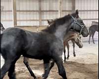 dapple-grey-friesian-horse