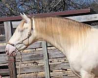 champion-andalusian-horse