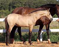 buckskin-white-on-hind-feet-horse